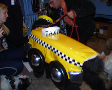 taxipudel.jpg (31486 bytes)